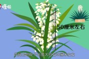 阿贾克斯青年军惊艳，欧冠淘汰赛淘汰皇马